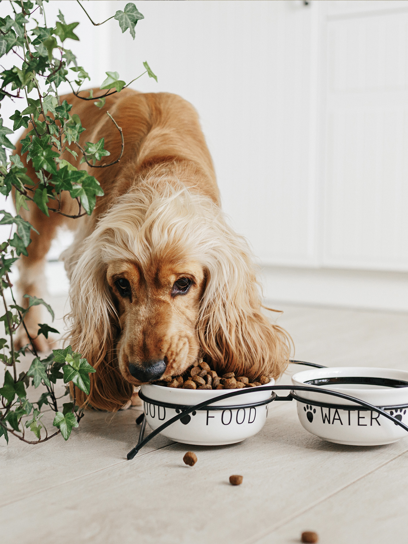 alimentation vetbiot