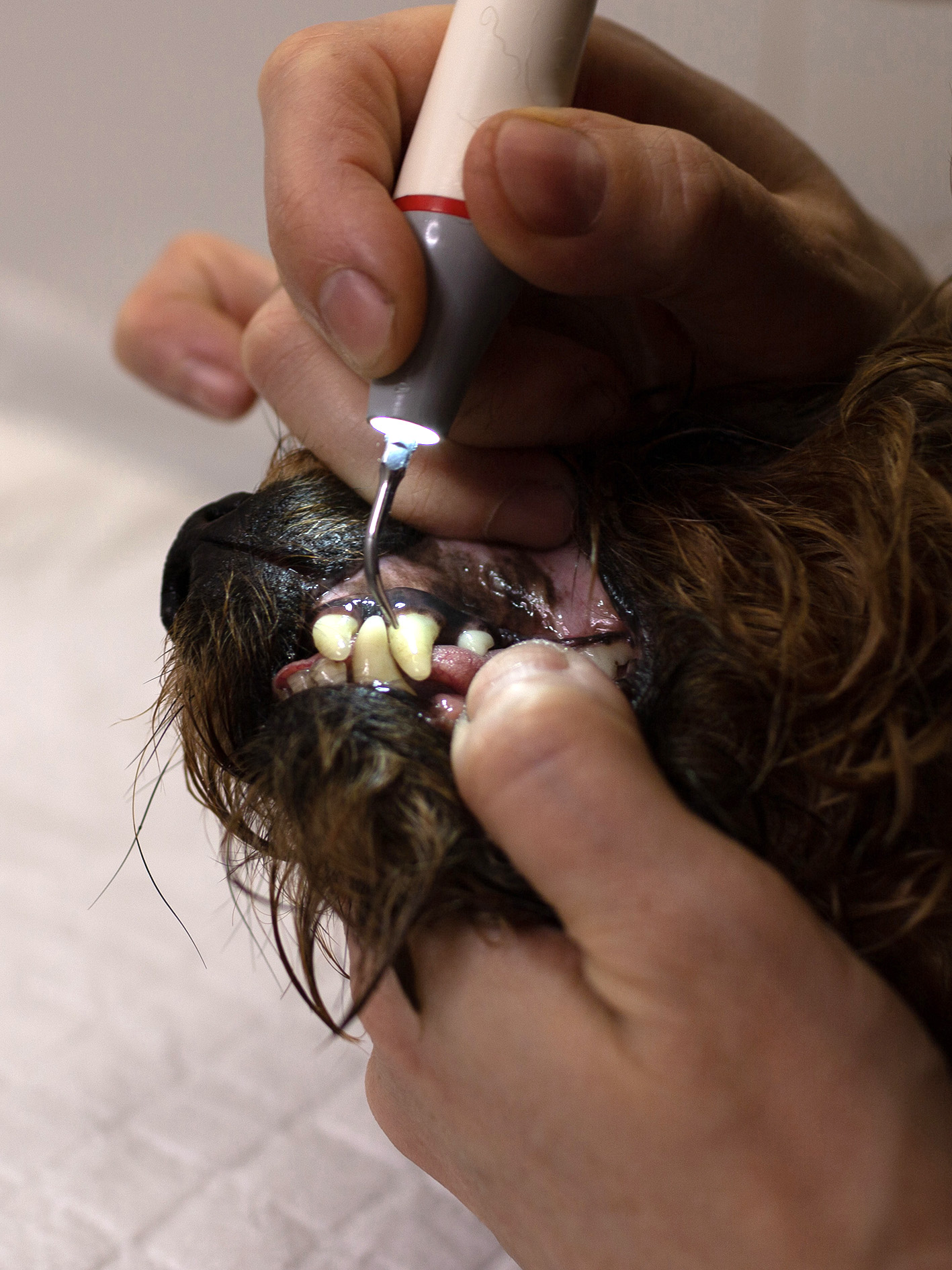 dentisterie vetobiot